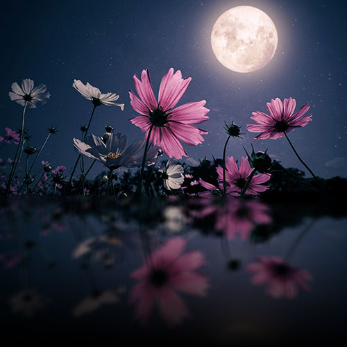 full-flower-moon-2026